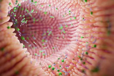Cover image for Leaky Gut verstehen: Ursachen, Diagnose & was wirklich hilft!  