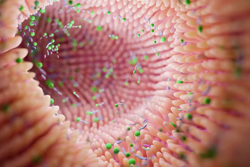 Leaky Gut verstehen: Ursachen, Diagnose & was wirklich hilft!  