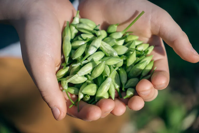 Eingelegte Bärlauchknospen