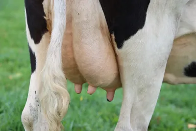 Cover image for Die 3 Punkte auf die du bei Kuhmilch-Alternativen unbedingt achten solltest
