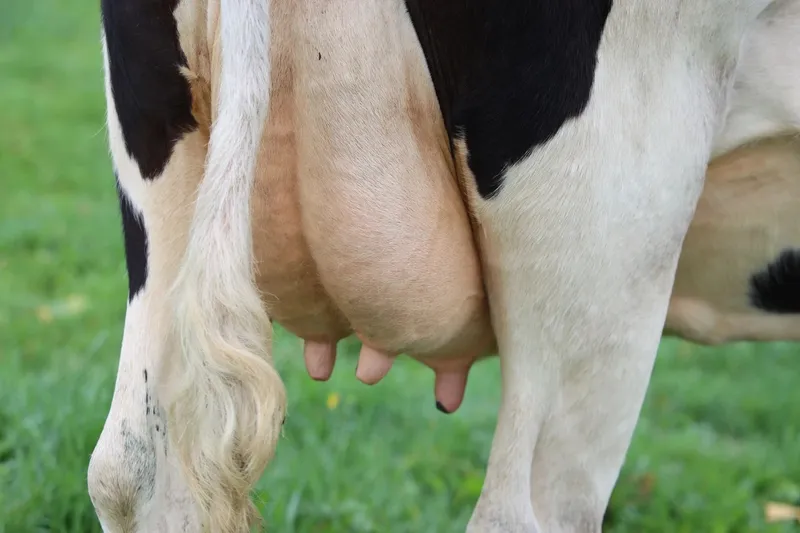 Die 3 Punkte auf die du bei Kuhmilch-Alternativen unbedingt achten solltest